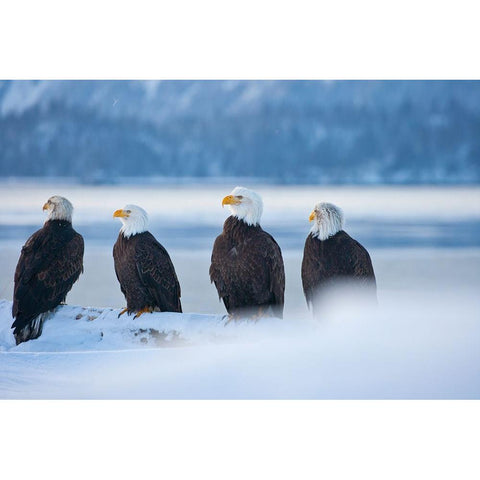 Bald Eagle-Homer-Alaska-USA Gold Ornate Wood Framed Art Print with Double Matting by Su, Keren