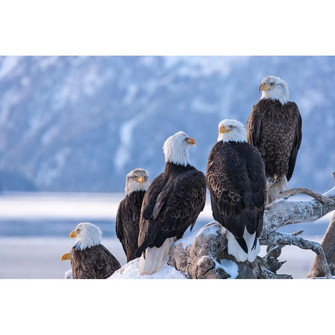 Bald Eagle-Homer-Alaska-USA Black Modern Wood Framed Art Print by Su, Keren