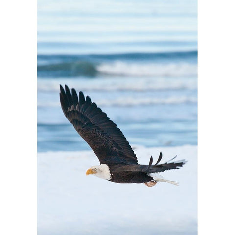 Bald Eagle-Homer-Alaska-USA White Modern Wood Framed Art Print by Su, Keren