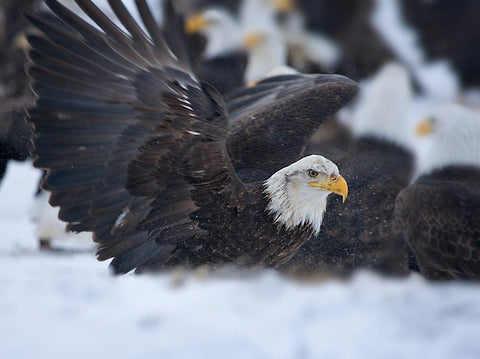 Bald Eagle-Homer-Alaska-USA White Modern Wood Framed Art Print with Double Matting by Su, Keren