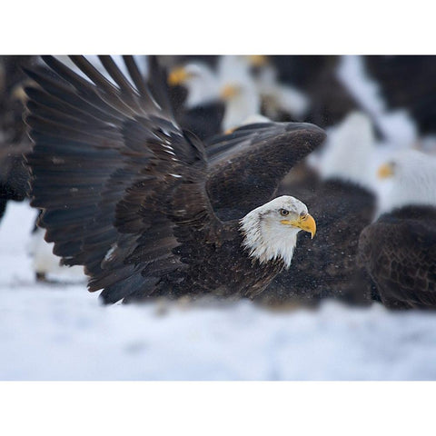 Bald Eagle-Homer-Alaska-USA Black Modern Wood Framed Art Print by Su, Keren