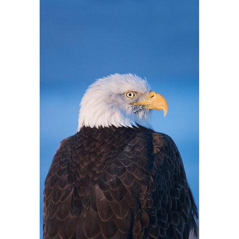 Bald Eagle-Homer-Alaska-USA White Modern Wood Framed Art Print by Su, Keren