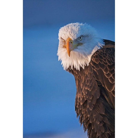 Bald Eagle-Homer-Alaska-USA Gold Ornate Wood Framed Art Print with Double Matting by Su, Keren