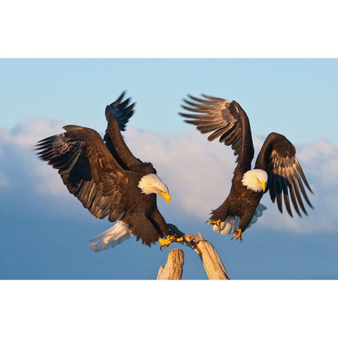 Bald Eagle-Homer-Alaska-USA White Modern Wood Framed Art Print by Su, Keren