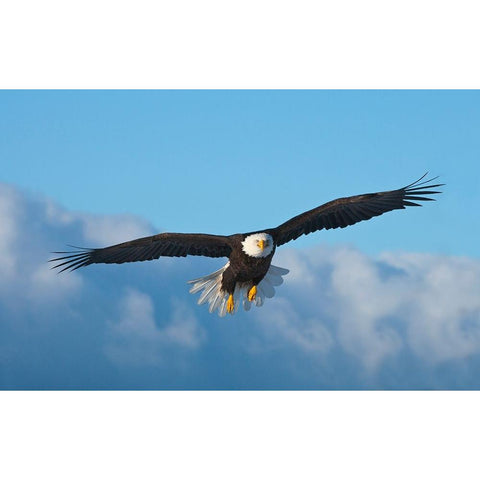 Bald Eagle flying-Homer-Alaska-USA Black Modern Wood Framed Art Print with Double Matting by Su, Keren