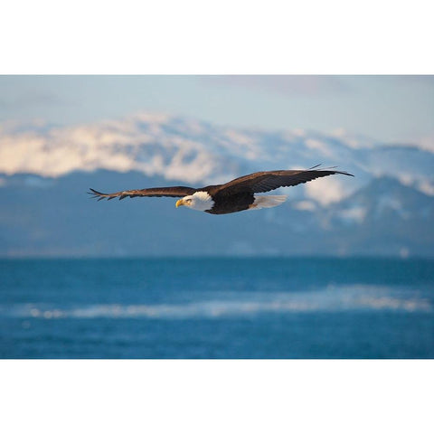 Bald Eagle flying over the ocean-snow mountain in the distance-Homer-Alaska-USA White Modern Wood Framed Art Print by Su, Keren