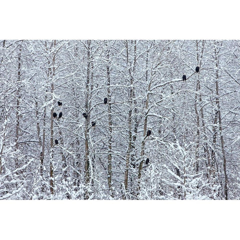 Bald Eagles perched on trees covered with snow-Haines-Alaska-USA Gold Ornate Wood Framed Art Print with Double Matting by Su, Keren