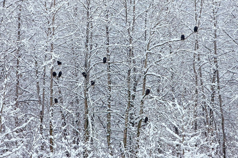 Bald Eagles perched on trees covered with snow-Haines-Alaska-USA Black Ornate Wood Framed Art Print with Double Matting by Su, Keren