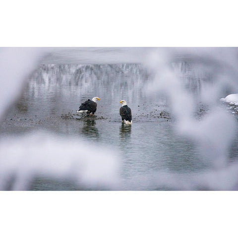 Bald Eagles on the river in the forest covered with snow-Haines-Alaska-USA Black Modern Wood Framed Art Print with Double Matting by Su, Keren
