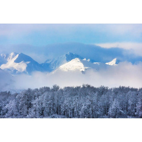 Landscape of forest and snow mountain-Haines-Alaska-USA Black Modern Wood Framed Art Print by Su, Keren