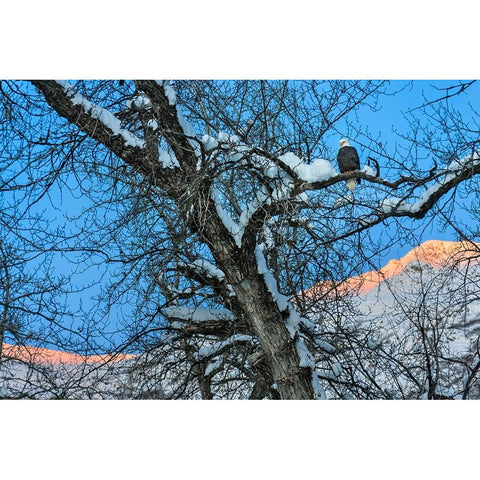 Bald Eagle perched on a tree covered with snow-snow mountain in the distance-Haines-Alaska-USA Black Modern Wood Framed Art Print by Su, Keren
