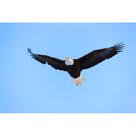 Bald Eagle flying in the sky-Haines-Alaska-USA Gold Ornate Wood Framed Art Print with Double Matting by Su, Keren