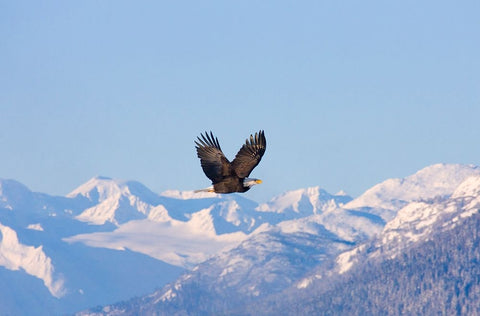 Bald Eagle flying over snow mountain-Haines-Alaska-USA White Modern Wood Framed Art Print with Double Matting by Su, Keren
