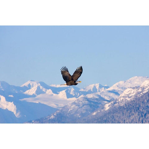 Bald Eagle flying over snow mountain-Haines-Alaska-USA Black Modern Wood Framed Art Print with Double Matting by Su, Keren