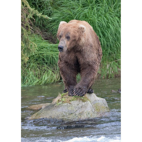Brown Bear catching salmon in Brooks River-Katmai National Park-Alaska-USA Gold Ornate Wood Framed Art Print with Double Matting by Su, Keren