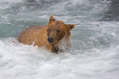 Brown Bear catching salmon at Brooks Falls-Katmai National Park-Alaska-USA Black Ornate Wood Framed Art Print with Double Matting by Su, Keren