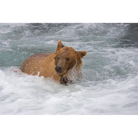 Brown Bear catching salmon at Brooks Falls-Katmai National Park-Alaska-USA Black Modern Wood Framed Art Print by Su, Keren