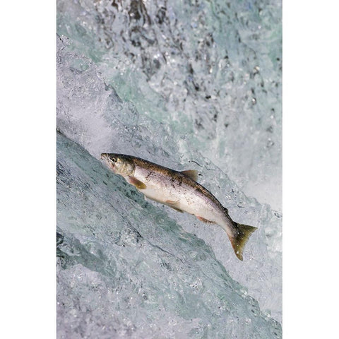 Salmon jumping over Brooks Falls-Katmai National Park-Alaska-USA Black Modern Wood Framed Art Print by Su, Keren