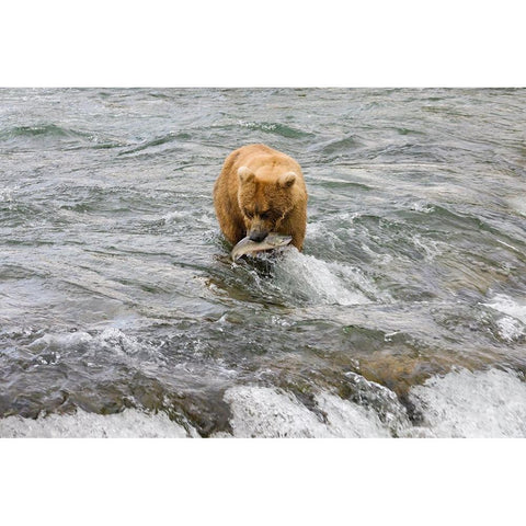 Brown Bear catching salmon at Brooks Falls-Katmai National Park-Alaska-USA Black Modern Wood Framed Art Print by Su, Keren