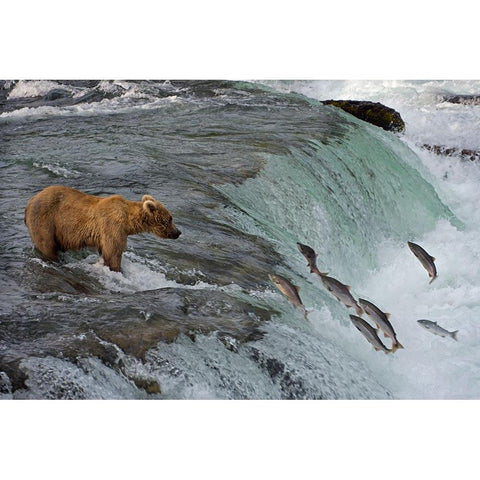 Tourists photographing Brown Bear catching salmon at Brooks Falls-Katmai National Park-Alaska-USA Black Modern Wood Framed Art Print by Su, Keren