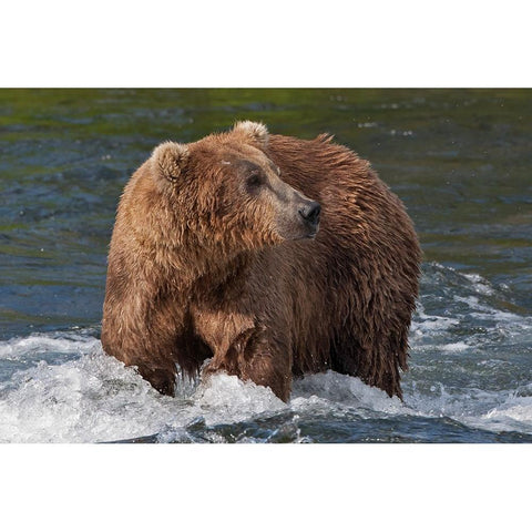 Brown Bear catching salmon at Brooks Falls-Katmai National Park-Alaska-USA Black Modern Wood Framed Art Print with Double Matting by Su, Keren