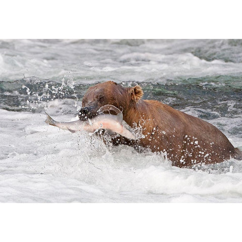 Brown Bear catching salmon at Brooks Falls-Katmai National Park-Alaska-USA Black Modern Wood Framed Art Print by Su, Keren