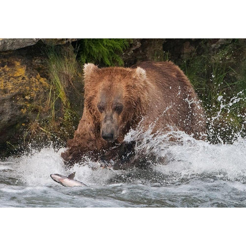 Brown Bear catching salmon at Brooks Falls-Katmai National Park-Alaska-USA Black Modern Wood Framed Art Print by Su, Keren