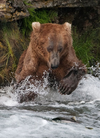 Brown Bear catching salmon at Brooks Falls-Katmai National Park-Alaska-USA White Modern Wood Framed Art Print with Double Matting by Su, Keren