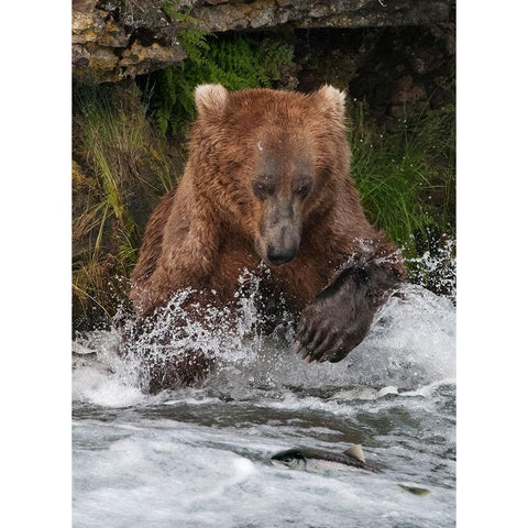 Brown Bear catching salmon at Brooks Falls-Katmai National Park-Alaska-USA Black Modern Wood Framed Art Print by Su, Keren