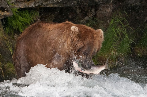 Brown Bear catching salmon at Brooks Falls-Katmai National Park-Alaska-USA White Modern Wood Framed Art Print with Double Matting by Su, Keren