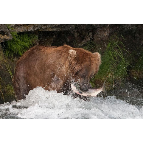 Brown Bear catching salmon at Brooks Falls-Katmai National Park-Alaska-USA Black Modern Wood Framed Art Print by Su, Keren