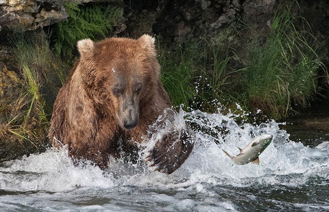 Brown Bear catching salmon at Brooks Falls-Katmai National Park-Alaska-USA White Modern Wood Framed Art Print with Double Matting by Su, Keren