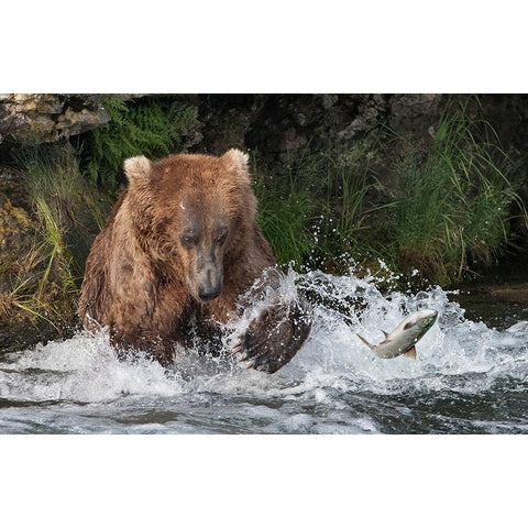 Brown Bear catching salmon at Brooks Falls-Katmai National Park-Alaska-USA Black Modern Wood Framed Art Print by Su, Keren
