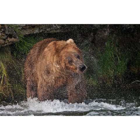 Brown Bear catching salmon at Brooks Falls-Katmai National Park-Alaska-USA Black Modern Wood Framed Art Print with Double Matting by Su, Keren