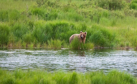 Brown Bear in Brooks River-Katmai National Park-Alaska-USA Black Ornate Wood Framed Art Print with Double Matting by Su, Keren