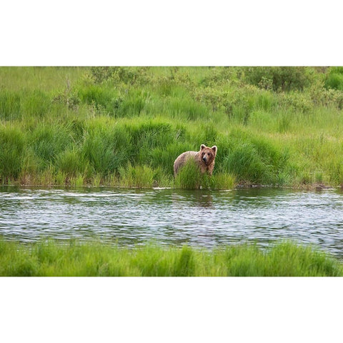 Brown Bear in Brooks River-Katmai National Park-Alaska-USA Black Modern Wood Framed Art Print by Su, Keren
