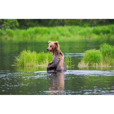 Brown Bear standing in Brooks River-Katmai National Park-Alaska-USA White Modern Wood Framed Art Print by Su, Keren