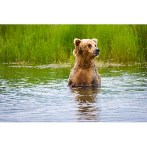 Brown Bear standing on Brooks River-Katmai National Park-Alaska-USA Black Modern Wood Framed Art Print by Su, Keren