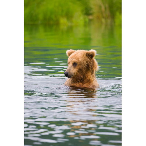 Brown Bear standing in Brooks River-Katmai National Park-Alaska-USA Black Modern Wood Framed Art Print by Su, Keren