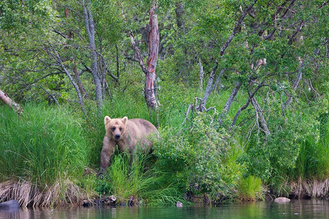 Brown Bear in the grass by Brooks River-Katmai National Park-Alaska-USA Black Ornate Wood Framed Art Print with Double Matting by Su, Keren