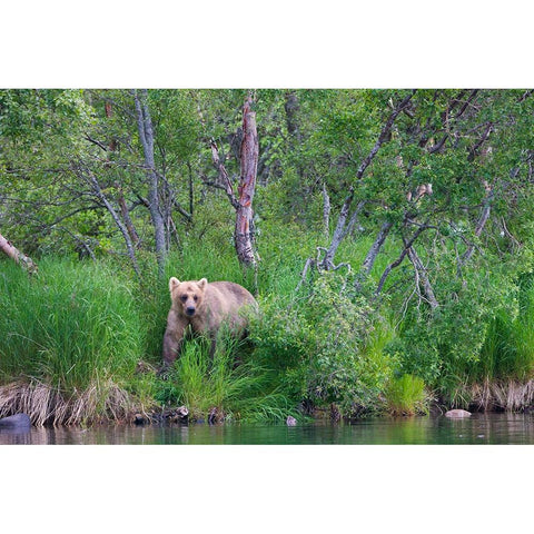 Brown Bear in the grass by Brooks River-Katmai National Park-Alaska-USA White Modern Wood Framed Art Print by Su, Keren
