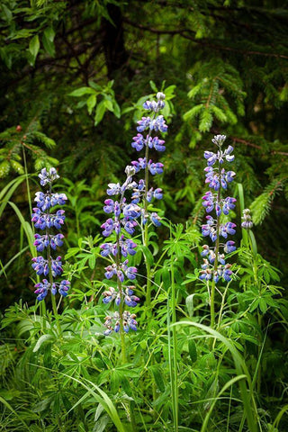 Near Homer-Alaska-meadows of lupine Black Ornate Wood Framed Art Print with Double Matting by Richardson, Larry