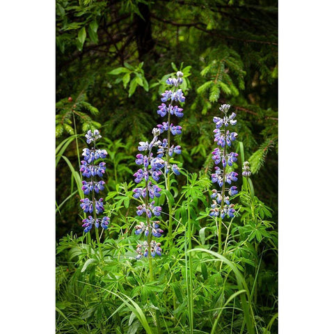 Near Homer-Alaska-meadows of lupine Black Modern Wood Framed Art Print with Double Matting by Richardson, Larry