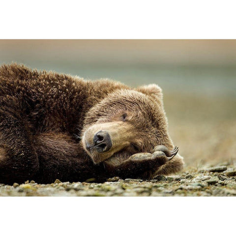 Brown Bear, Katmai National Park, Alaska. White Modern Wood Framed Art Print by Souders, Paul