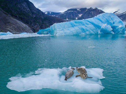 Alaska-Leconte Bay-Aerial view of Harbor Seal and pup resting on iceberg calved from LeConte Glacier White Modern Wood Framed Art Print with Double Matting by Souders, Paul
