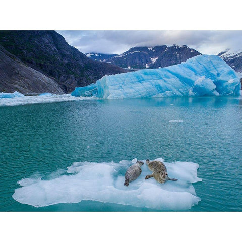 Alaska-Leconte Bay-Aerial view of Harbor Seal and pup resting on iceberg calved from LeConte Glacier Black Modern Wood Framed Art Print with Double Matting by Souders, Paul