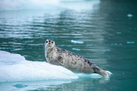 Alaska-Leconte Bay-Harbor Seal pup resting on iceberg calved from LeConte Glacier east of Petersburg Black Ornate Wood Framed Art Print with Double Matting by Souders, Paul