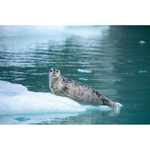Alaska-Leconte Bay-Harbor Seal pup resting on iceberg calved from LeConte Glacier east of Petersburg White Modern Wood Framed Art Print by Souders, Paul