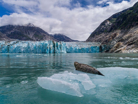 Alaska-South Sawyer view of Harbor Seal resting on iceberg calved from Dawes Glacier in Endicott Arm Black Ornate Wood Framed Art Print with Double Matting by Souders, Paul