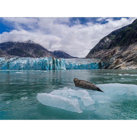 Alaska-South Sawyer view of Harbor Seal resting on iceberg calved from Dawes Glacier in Endicott Arm Gold Ornate Wood Framed Art Print with Double Matting by Souders, Paul